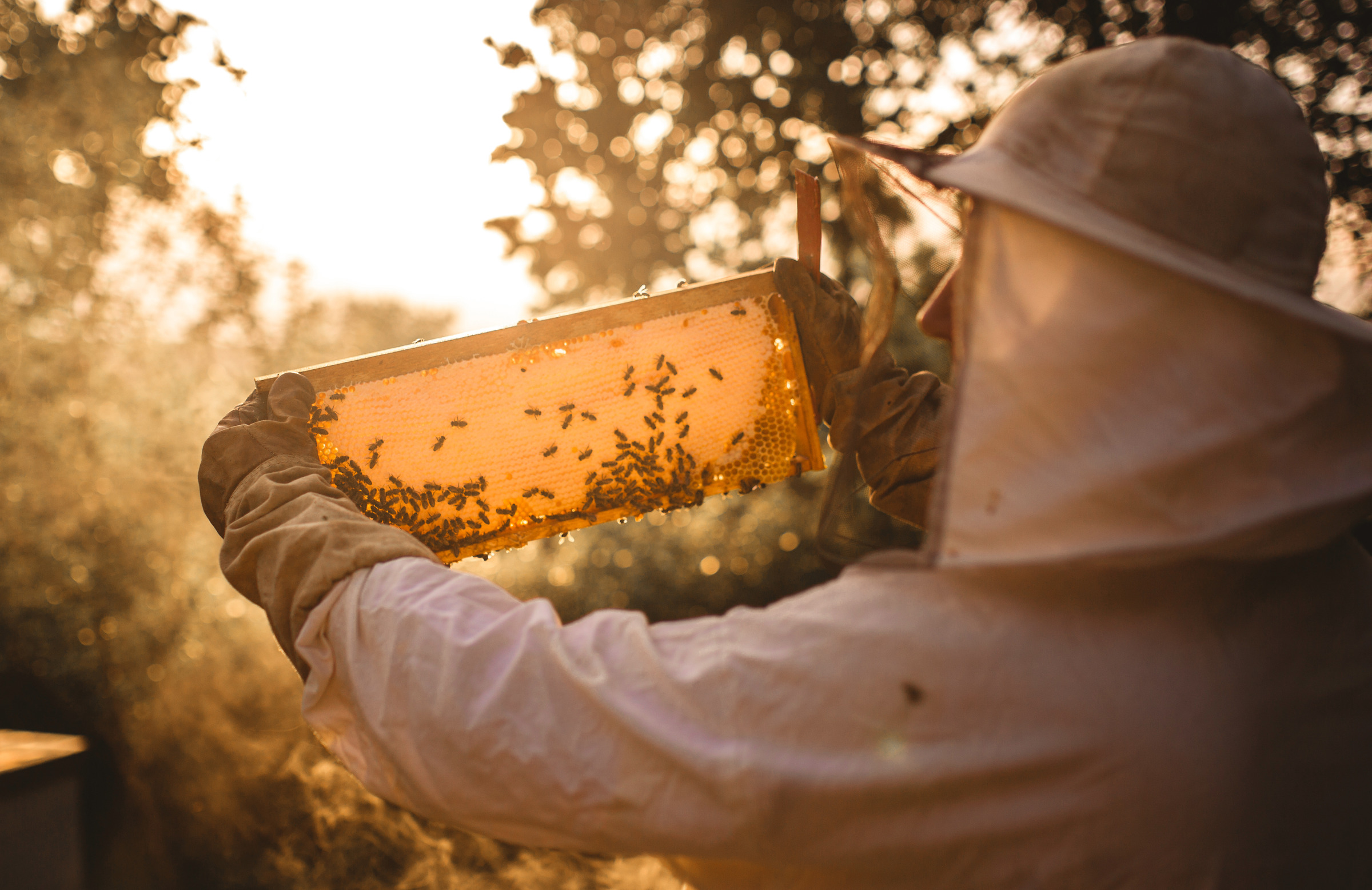 マヌカハニー製品